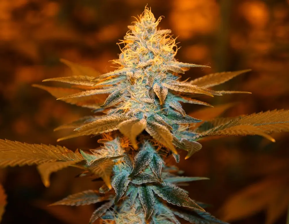 T.H. Seeds Strawberry Glue feminizovaná semena