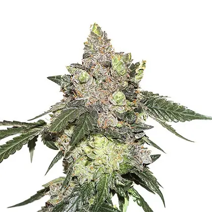 Girl Scout Cookies feminizovaná semena 5 ks Seedstockers