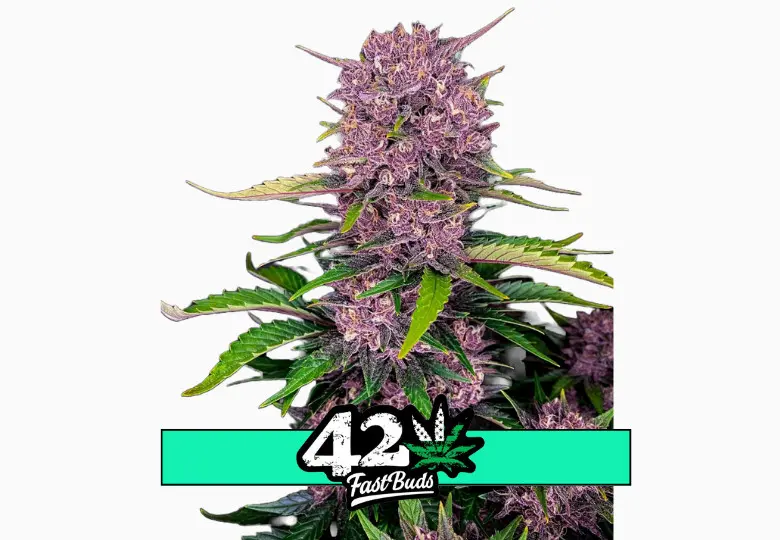 Purple Lemonade Auto - samonakvétací semena marihuany 3 ks Fast Buds