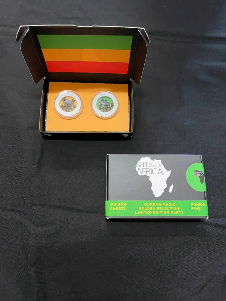 Seeds of Africa Poison Cheezz a Poison Pine, 24 semen