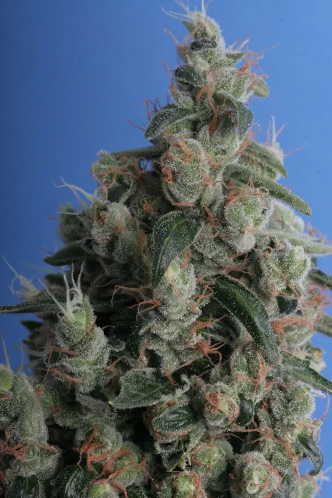 T.H. Seeds Kushage regulérní semena