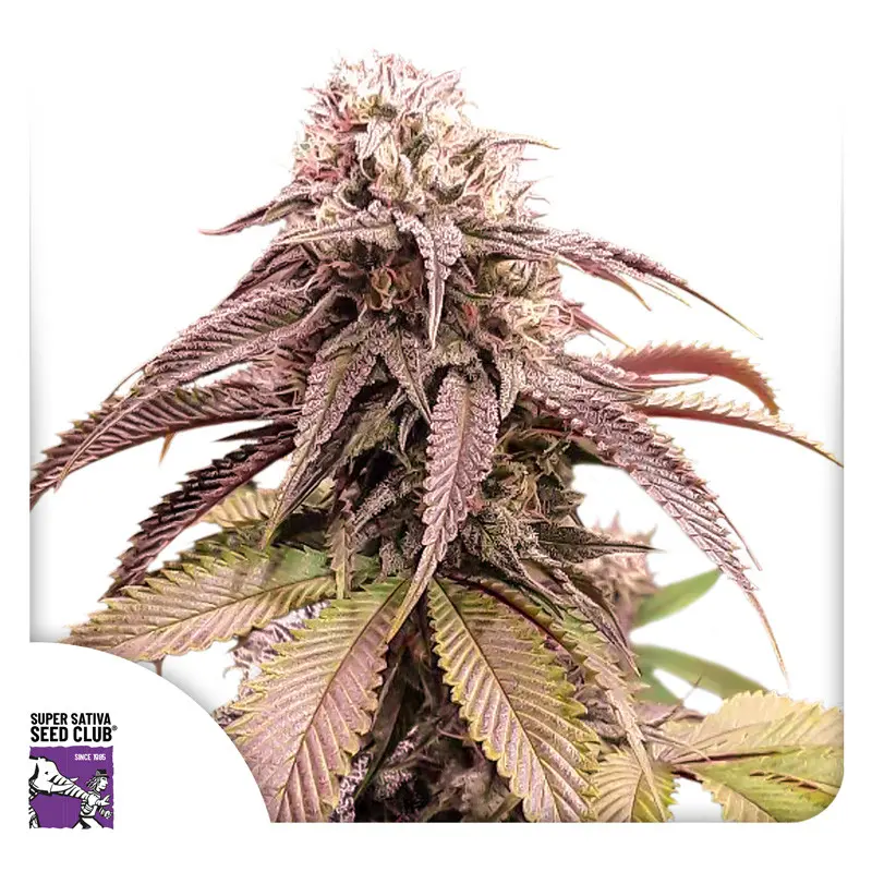 Strawberry Cookies - feminizovaná semena 3 ks, Super Sativa Seed Club
