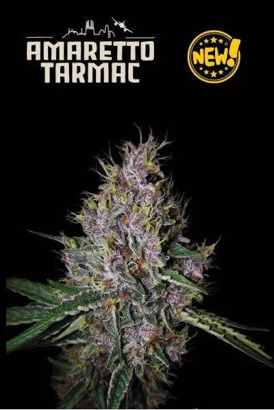 Seedstockers Amaretto Tarmac Auto samonakvétací semena