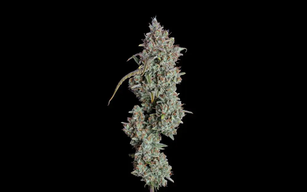 Happy Valley Pineapple Diesel Auto autoflowering semena