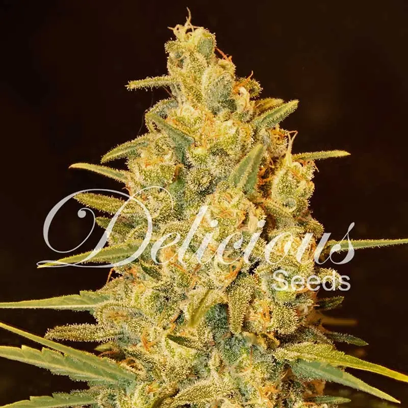 Delicious Seeds Critical Sensi Star Early Version feminizovaná semena