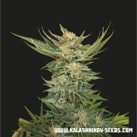 Kalashnikov Seeds Vodka Lemon feminizovaná semena