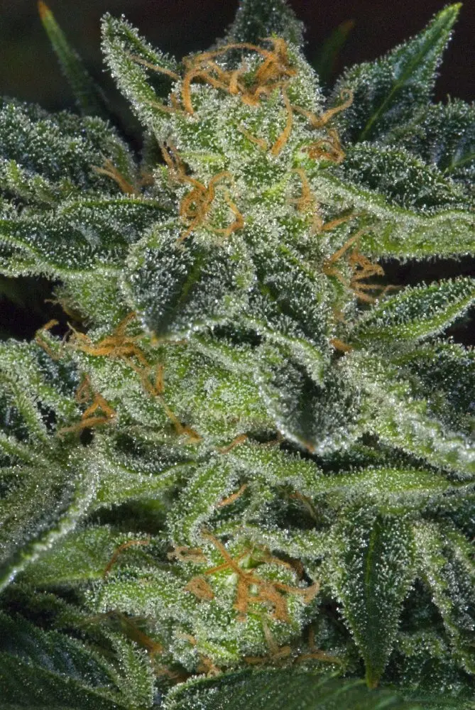 T.H. Seeds Skunk XXX regulárne semená