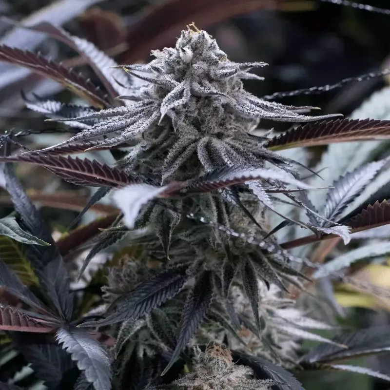 Grape Juice - feminizované semena 10ks, Silent Seeds