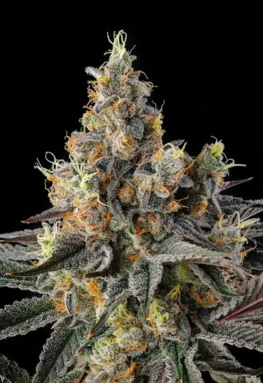 Paradise Seeds x Compound Genetics Tostones feminizovaná semena, 3 ks