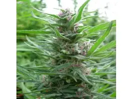 Ace Seeds Panama regulérní semena