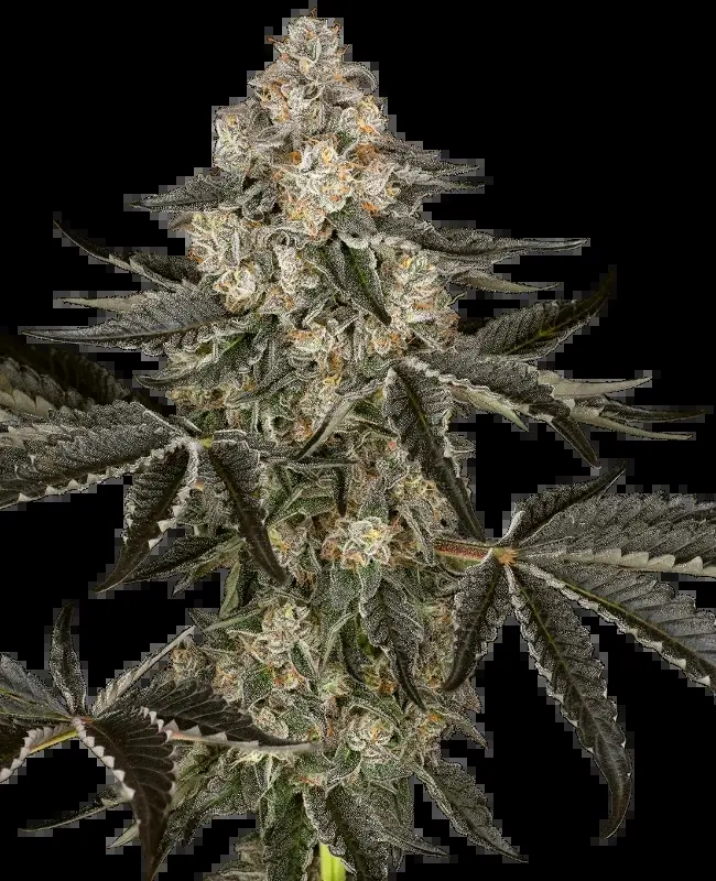 Sensi Seeds Sauvignon Blanc Automatic samonakvétací semena
