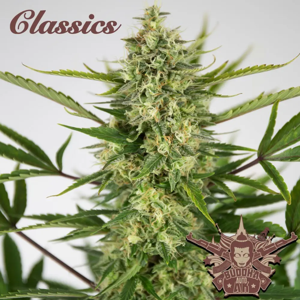 Buddha Seeds Auto AK samonakvétací feminizovaná semena