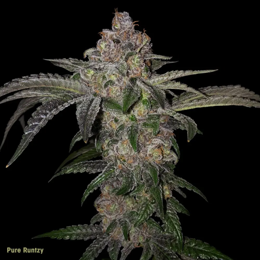 T.H. Seeds Pure Runtzy feminizovaná semena