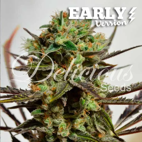 Delicious Seeds Delicious Candy Early Version feminizovaná semena