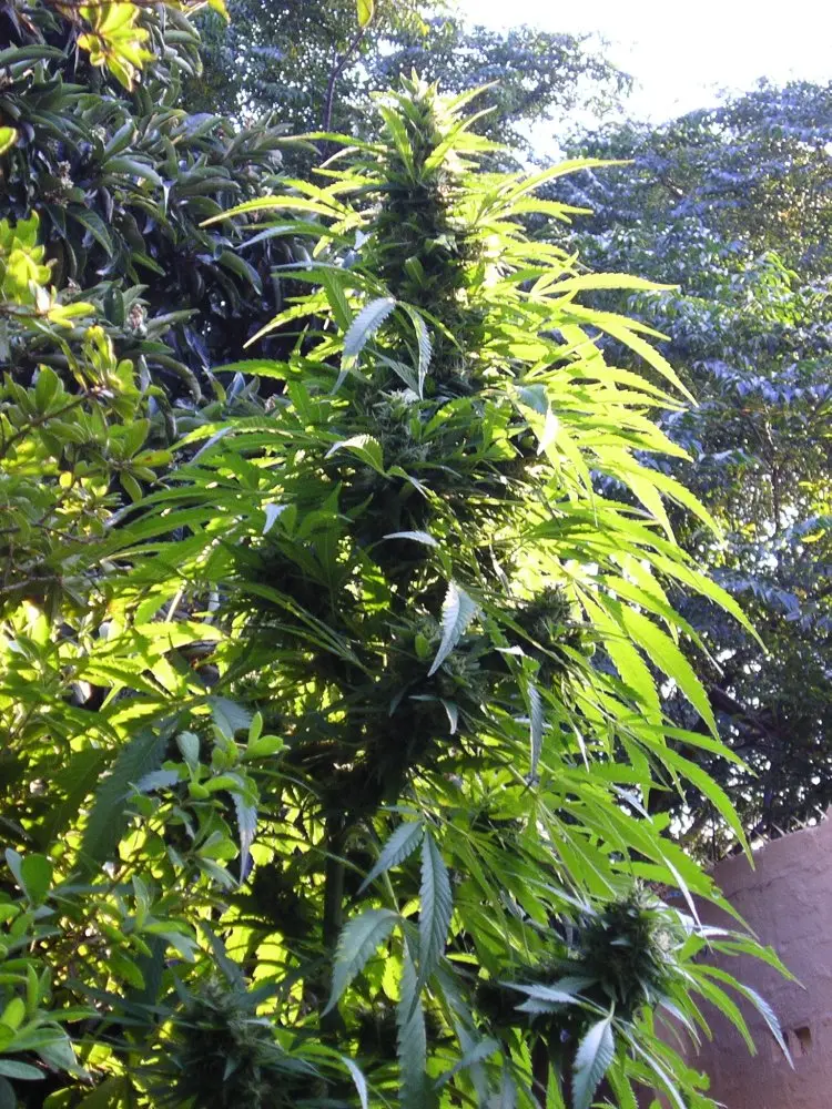 T.H. Seeds S.A.G.E. feminizovaná semena, 2 ks