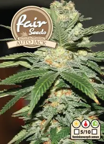 Auto Jack - feminizovaná a samonakvétací semínka 5ks Paradise Seeds