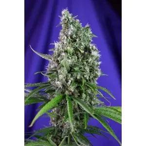 Sweet Trainwreck Auto - feminizovaná a samonakvétací semínka 3ks Sweet Seeds