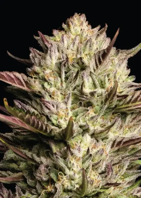 Humboldt Seed Company California Octane Triploid feminizovaná semena