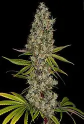 Paradise Seeds Rainbow Road feminizovaná semena