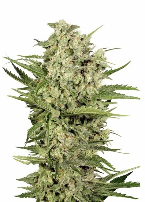 Seedstockers Cheese feminizovaná semena