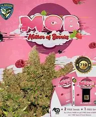 T.H. Seeds MOB Cake regulérní semena, 11 ks