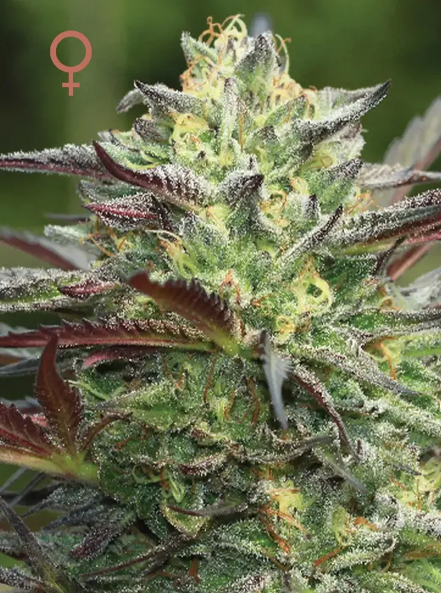 Humboldt Seed Company G.S. Cookies feminizovaná semena