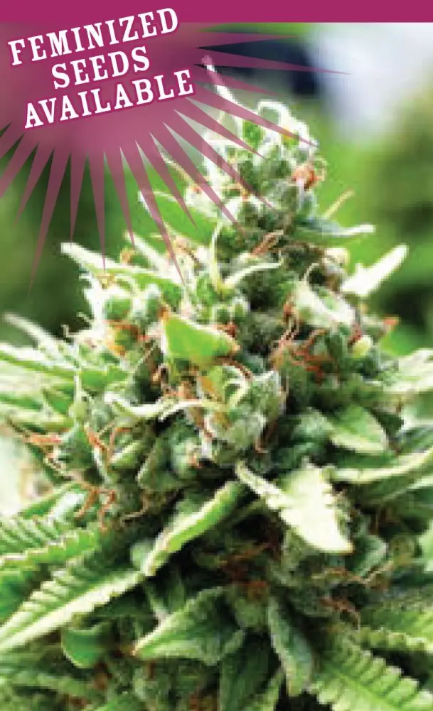 Humboldt Seed Company Sol Mate Auto samonakvétací semena