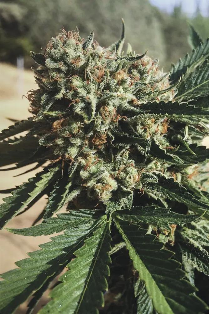 Humboldt Seeds Sapphire OG feminizovaná semena