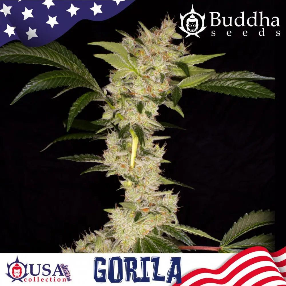 Buddha Seeds Gorilla feminizovaná semena