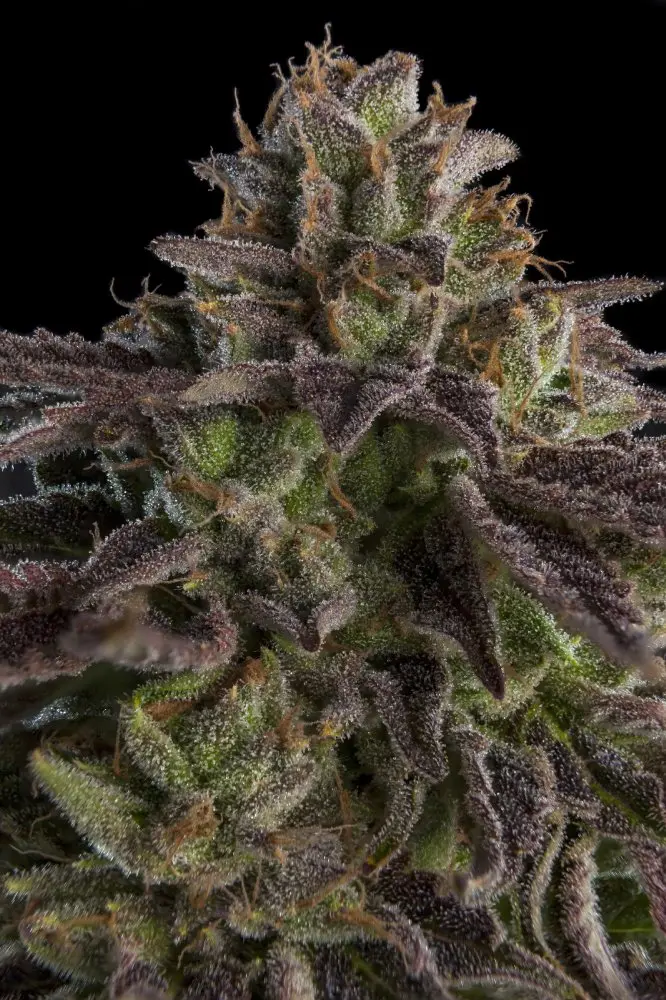 Ripper Seeds K-Mintz feminizovaná semena