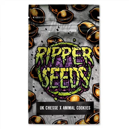 Ripper Seeds Amnesia Haze x Zombie Kush feminizovaná semena