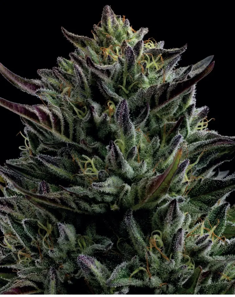 Humboldt Seed Company California Octane feminizovaná semena