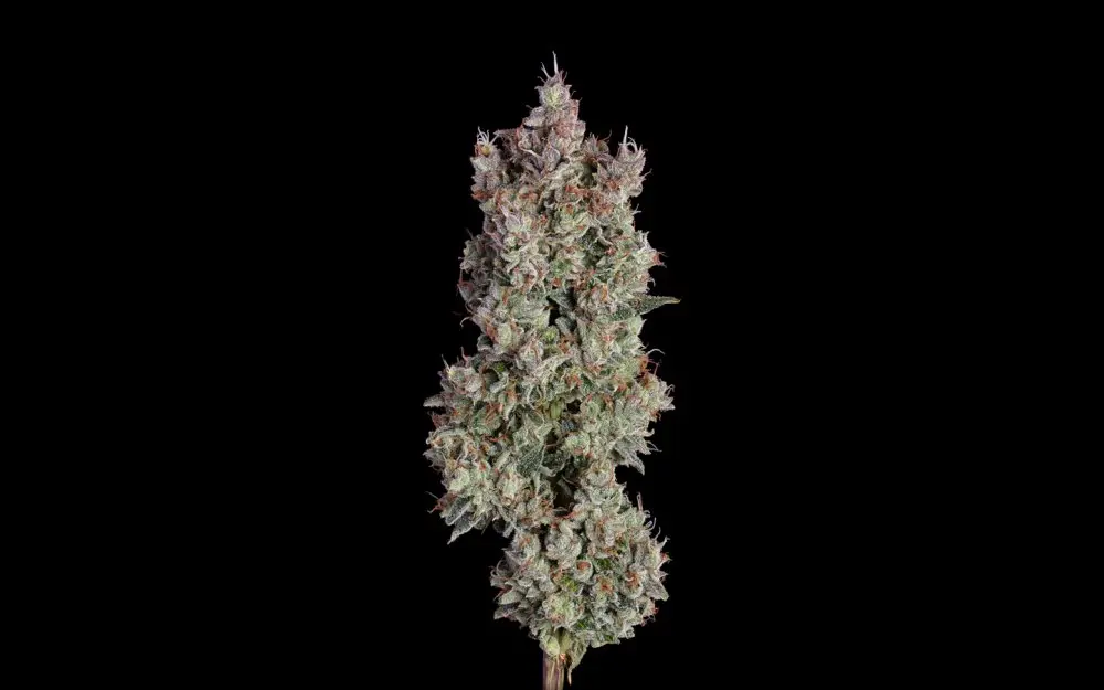 Happy Valley Shortcut Auto autoflowering semena