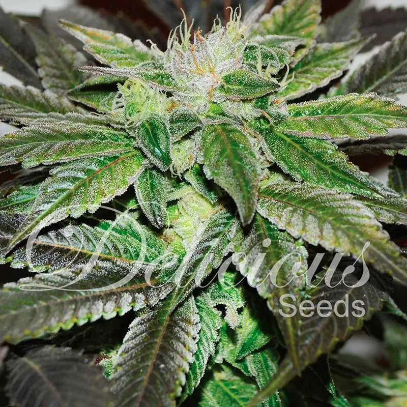 Delicious Seeds Sugar Candy feminizovaná semena