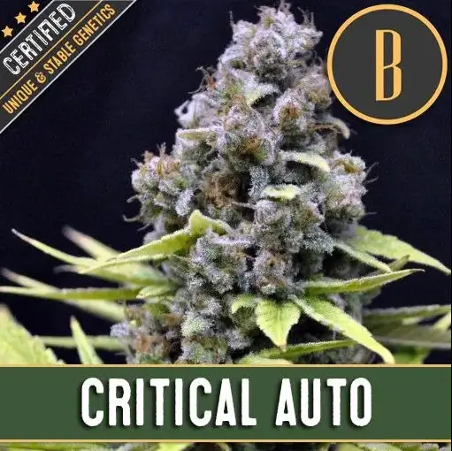 BlimBurn Seeds Critical Auto samonakvétací semena, 9 ks
