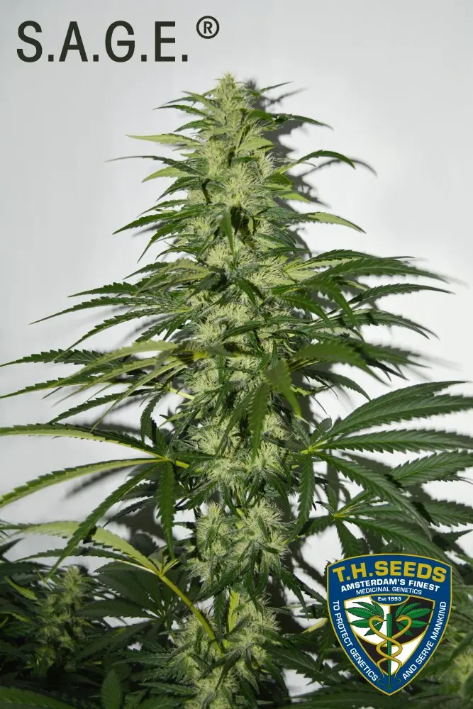 T.H. Seeds La S.A.G.E. feminizovaná semena