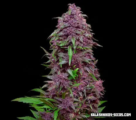 Kalashnikov Seeds Purple Mazar Auto samonakvétací semena