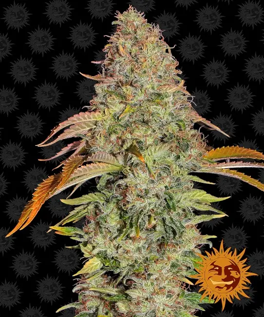 Barney's Farm Zkittlez OG Auto feminizovaná semena