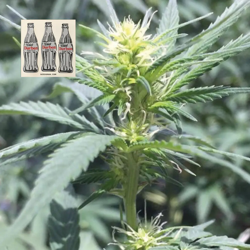 Seedsman Diet Durban THCV 1:1 feminizovaná semena