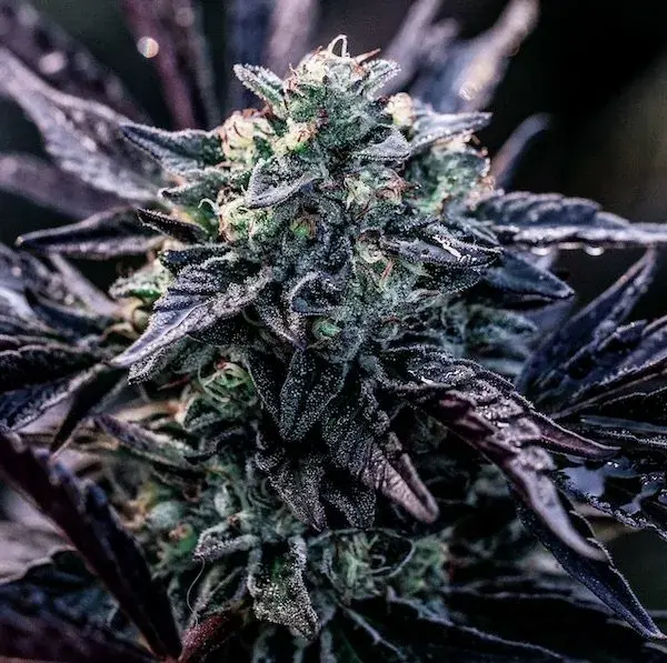 Big Mike's Genetics Orelato 41 feminizovaná semena, 3 ks