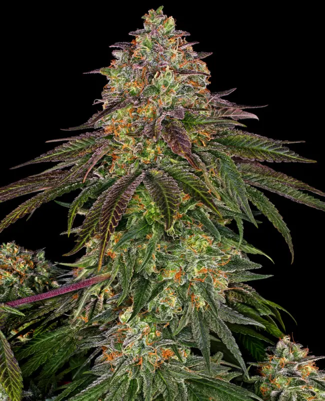 Sweet Cherry Kush - Feminizovaná semena konopí 5 ks, Sensi Seeds