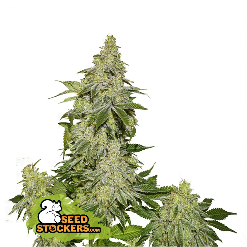 Seedstockers Sherbet Auto samonakvétací semena
