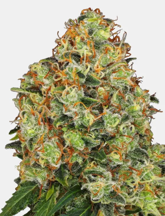 Sensi Seeds White Label Sweet Tangerine Tango Auto samonakvétací semena