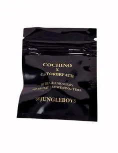 Jungle Boys Seeds Gatorbreath x Cochino regulérní semena