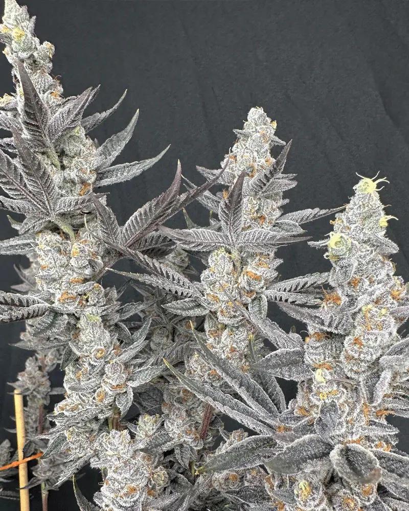 Solfire Gardens Diamond Daggers feminizovaná semena, 6 ks