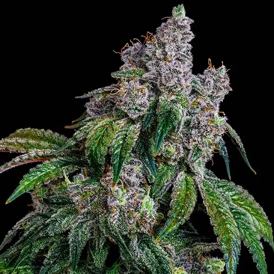 Ethos Genetics Shawty R1 feminizovaná semena