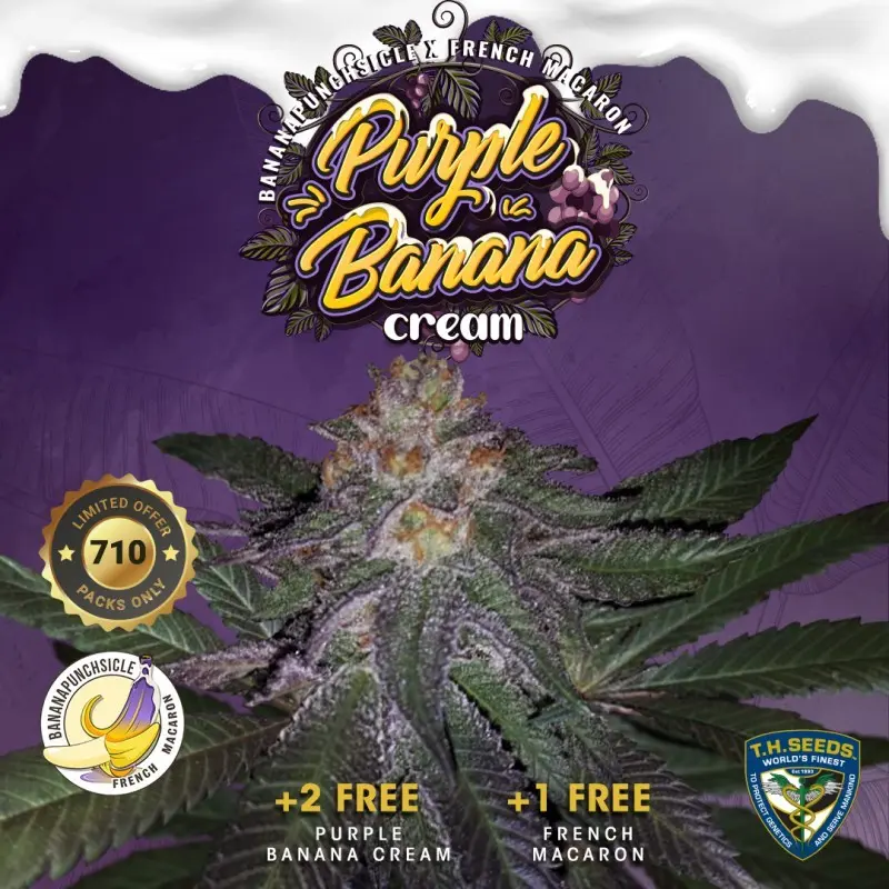 T.H. Seeds Purple Banana Cream feminizovaná semena