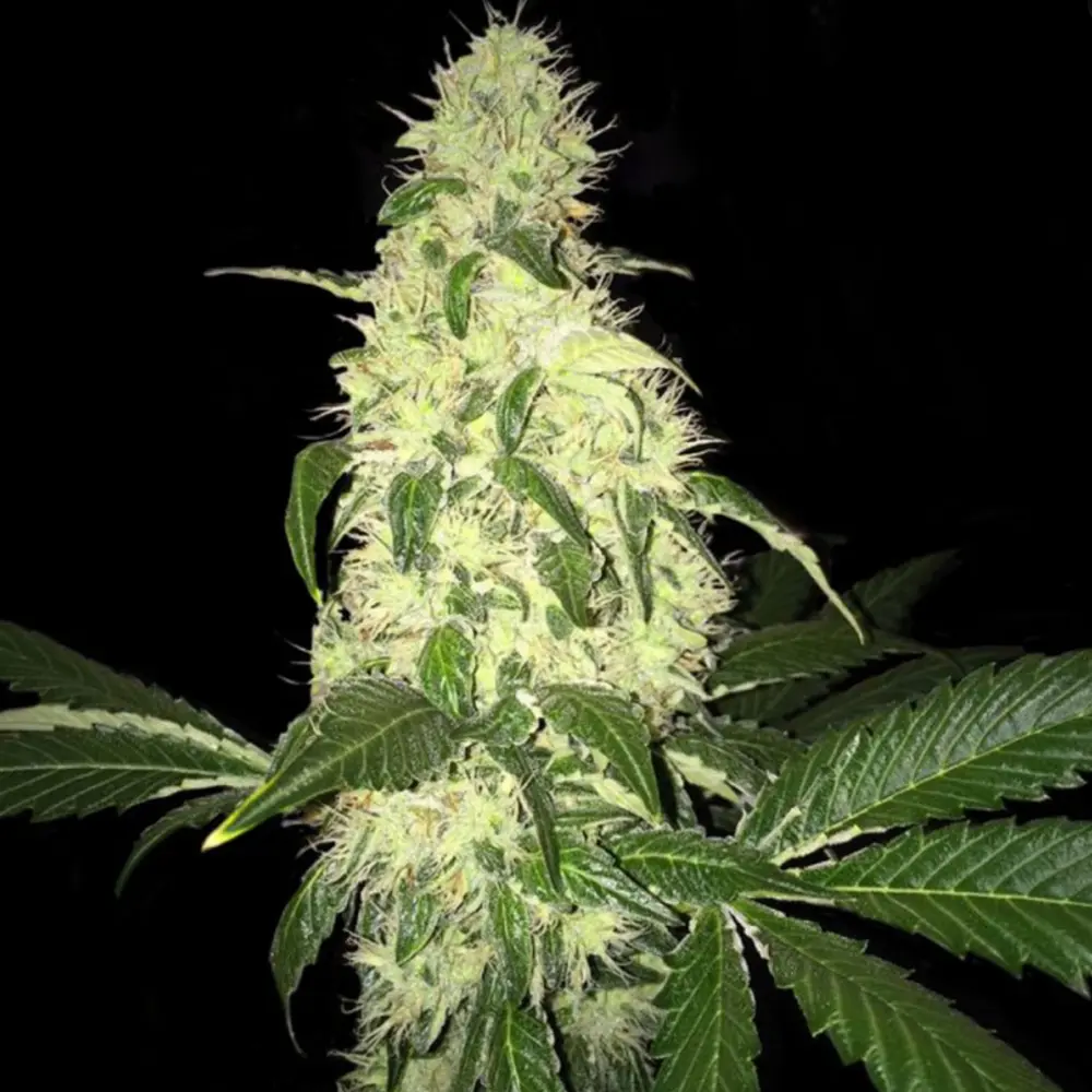 T.H. Seeds Afghaniberry limitovaná edice, regulérní semena