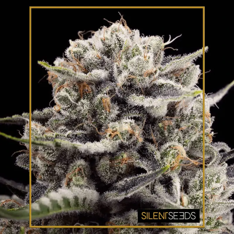 B-45 by BOOBA - feminizované semena 10ks, Silent Seeds