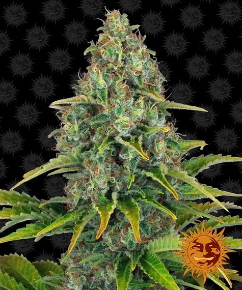 Blueberry Cheese Auto - autoflowering semena marihuany 10 ks Barney's Farm